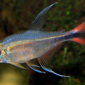 FILAMENTOSUS TETRA