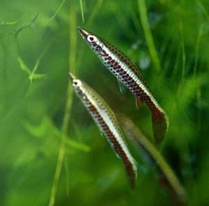 ROCKET PENCIL FISH