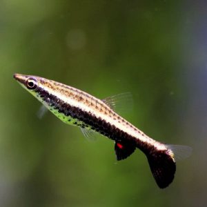 ONE-LINED PENCIL FISH