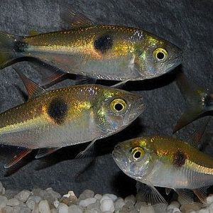 BUCKTOOTH TETRA