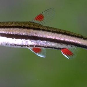 THREE-LINED PENCIL FISH