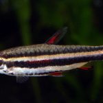 DWARF PENCIL FISH