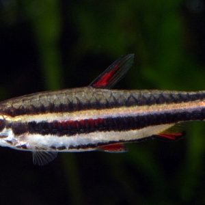 DWARF PENCIL FISH