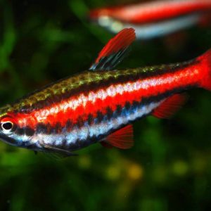 PURPLE PENCIL FISH
