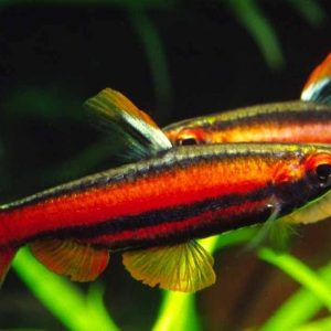RED ARC PENCIL FISH