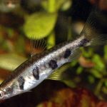 BARRED PENCIL FISH