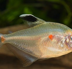 LESSER BLEEDING HEART TETRA