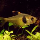 COFFEE BEAN TETRA