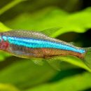 GREEN NEON TETRA